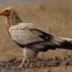 Hawks, Eagles And Kites